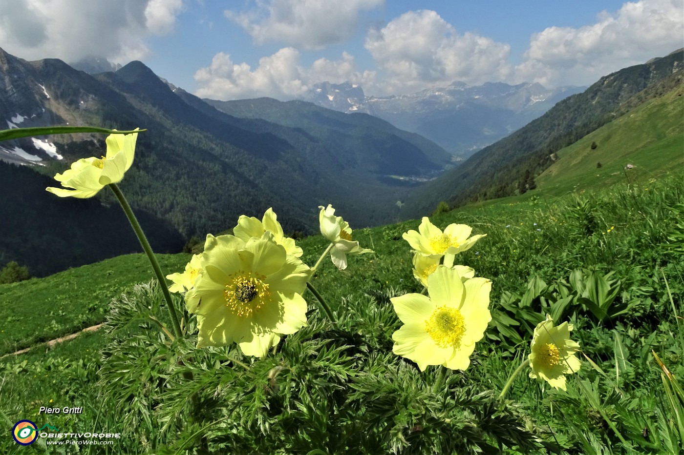 29 Pulsatilla alpina sulfurea  con vista sulla Val di Scalve.JPG